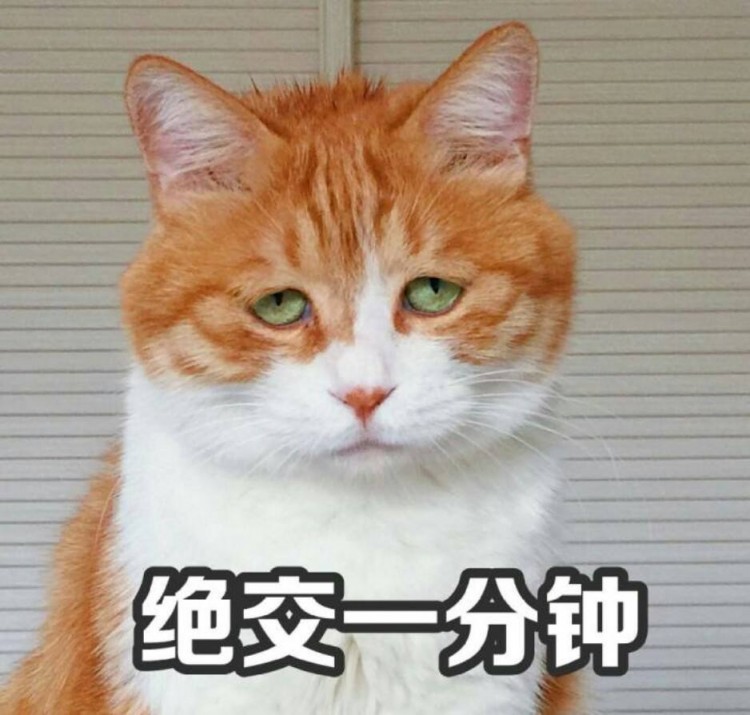 橘猫这个品种不存在流浪猫在外面游荡的橘猫都是天使