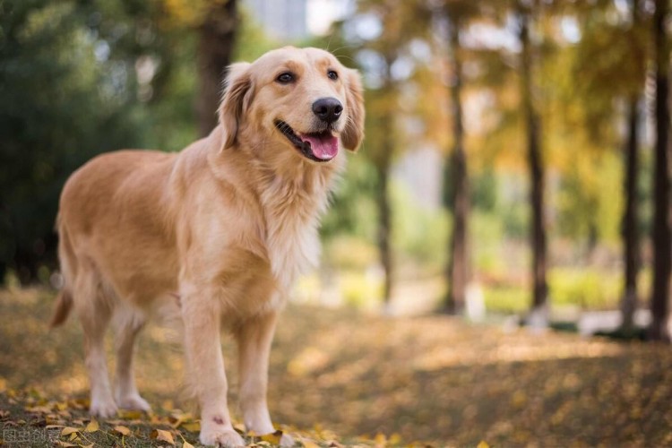 金毛犬泪痕严重怎么去除