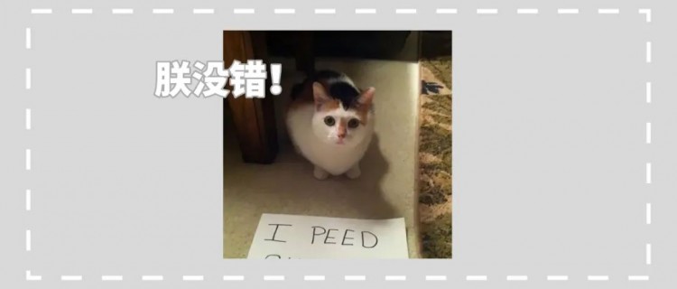 猫咪的哪些行为让你无法忍受？网友：猫朝我脸上放了个屁