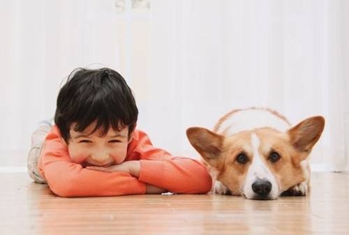 不适合养柯基犬的人说的是你吗一起来看看