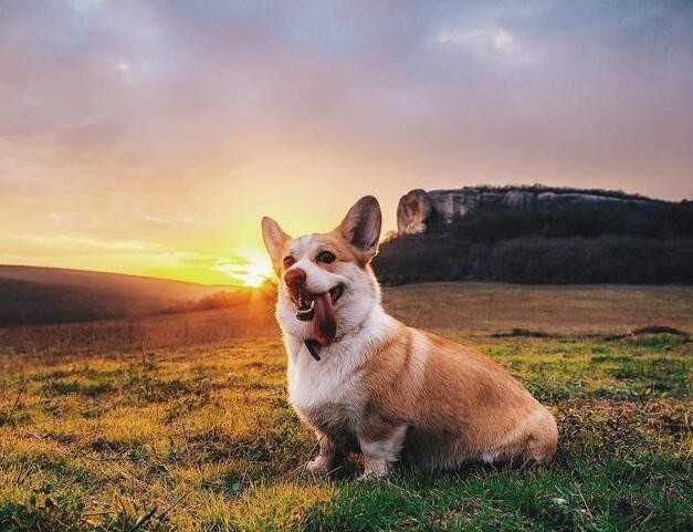 不适合养柯基犬的人说的是你吗一起来看看