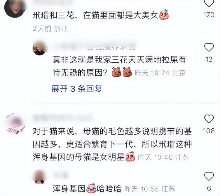 玳瑁猫是猫界女神网友：我家公猫看见玳瑁猫就像被勾了魂一样！