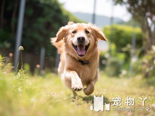 罗威纳是什么犬种？