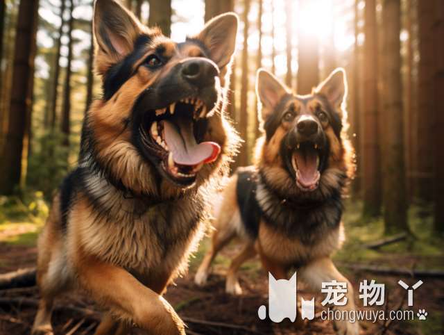 养柴犬的十大危害？