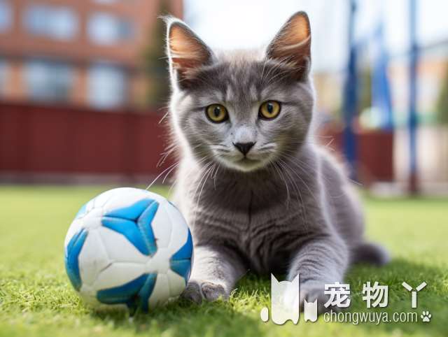 波斯猫的称号？